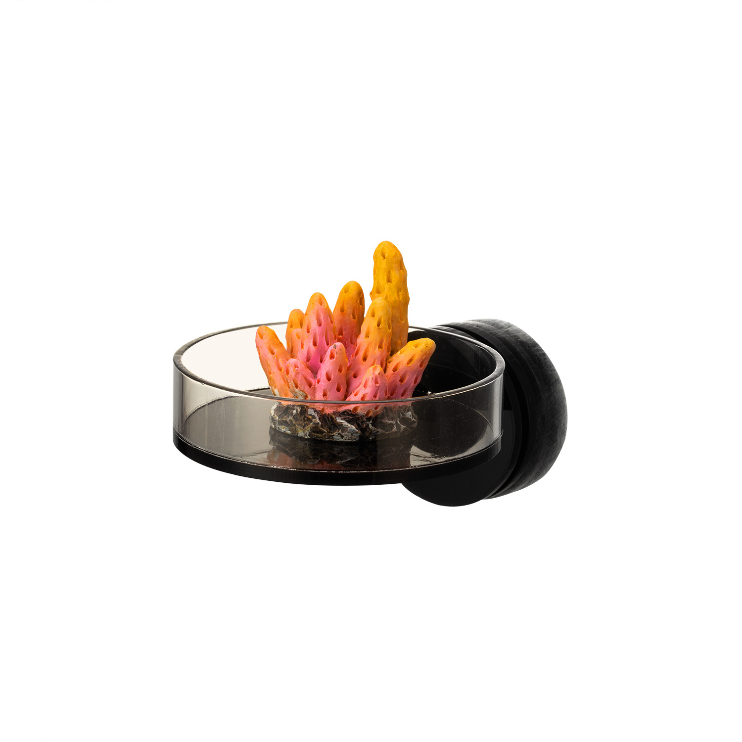 Marine Sources 70mm Black Magn - đánh giá và giá Marine Aquarium & Regional Centre Reviews